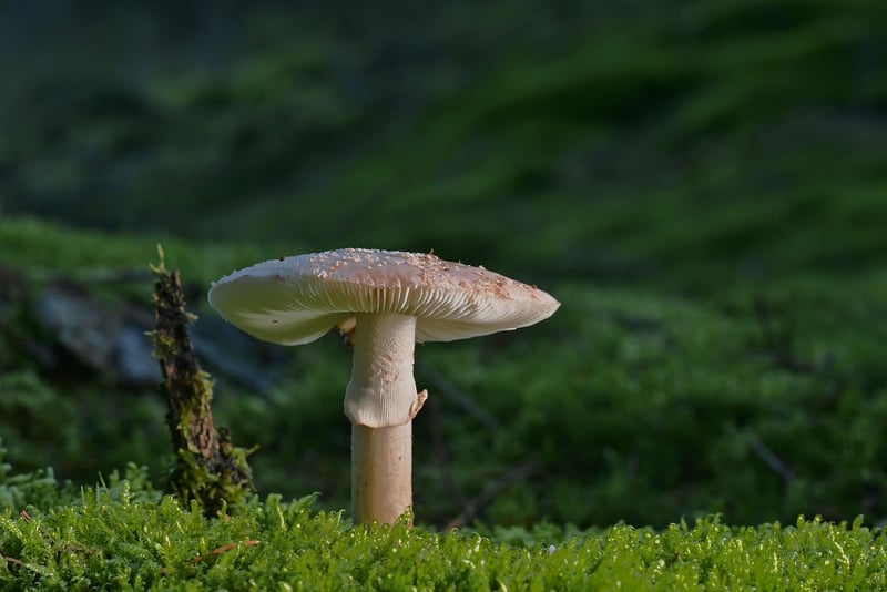 Nature Walk